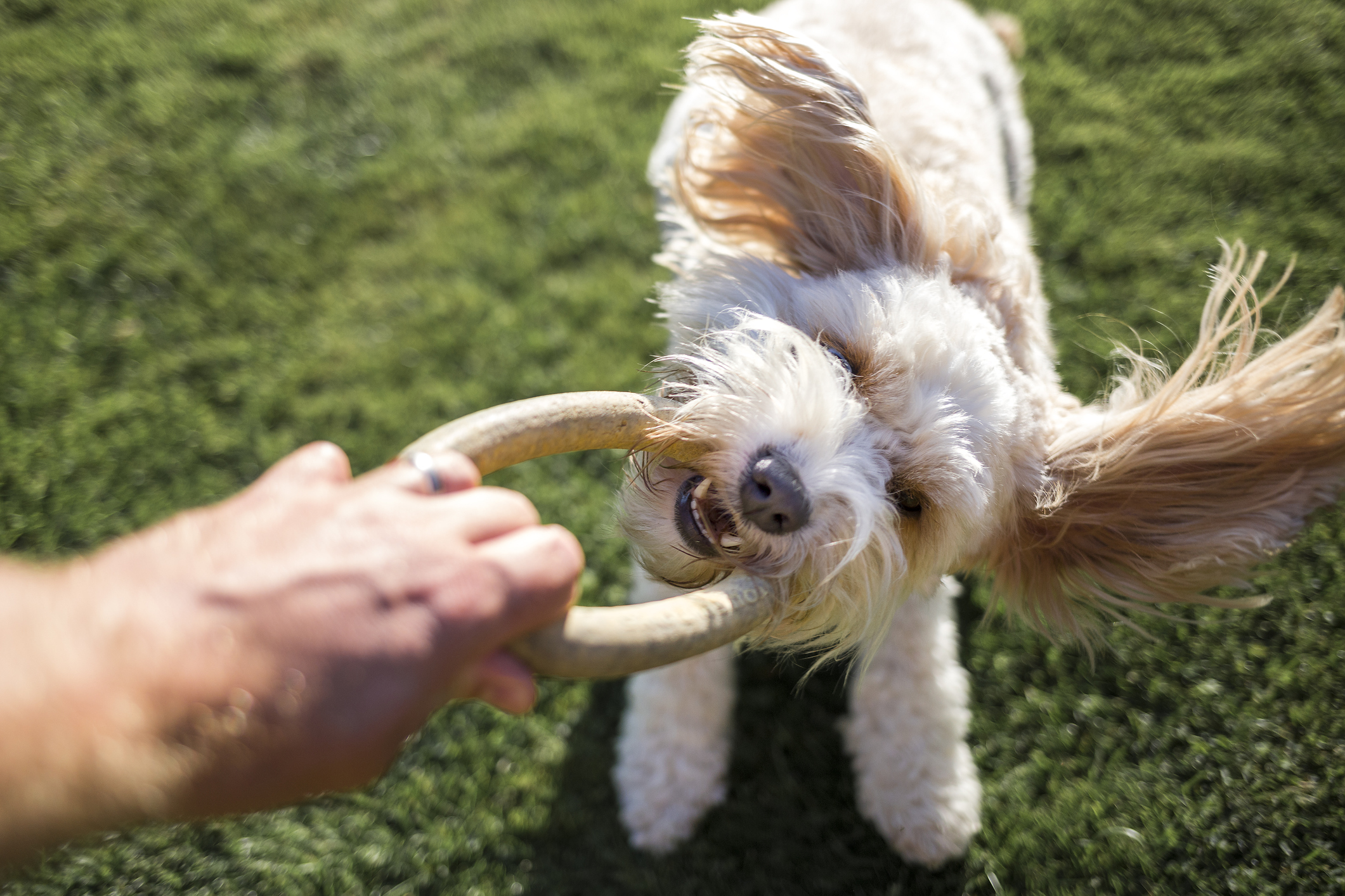 Exercise Needs - DogTime