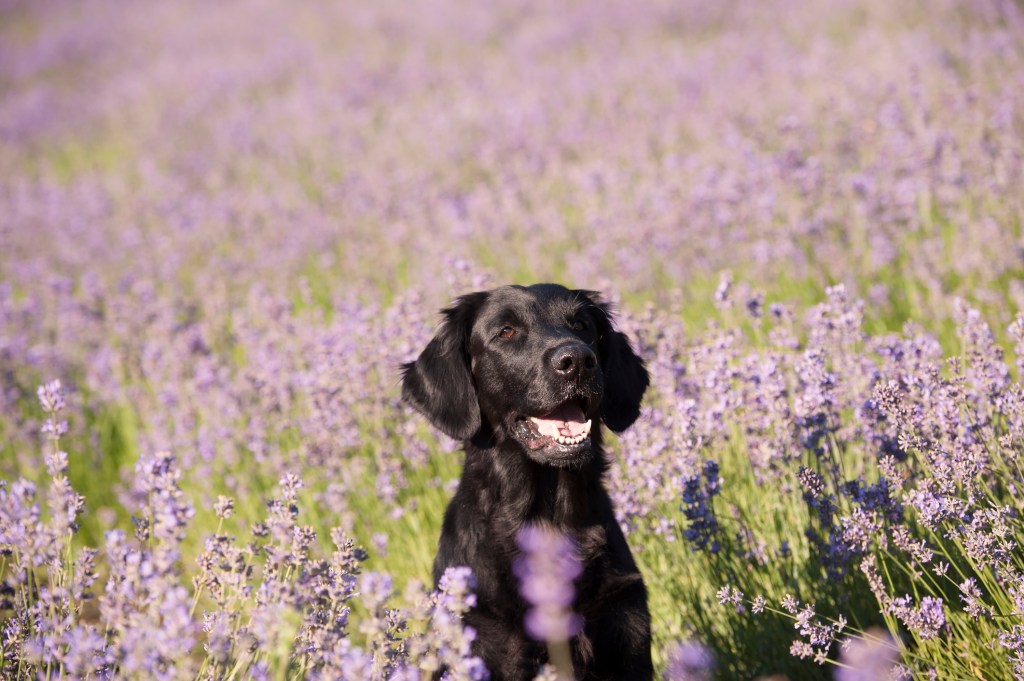 Mignon chien de race (Flat Coated Retriever) dans un magnifique champ violet lavande.