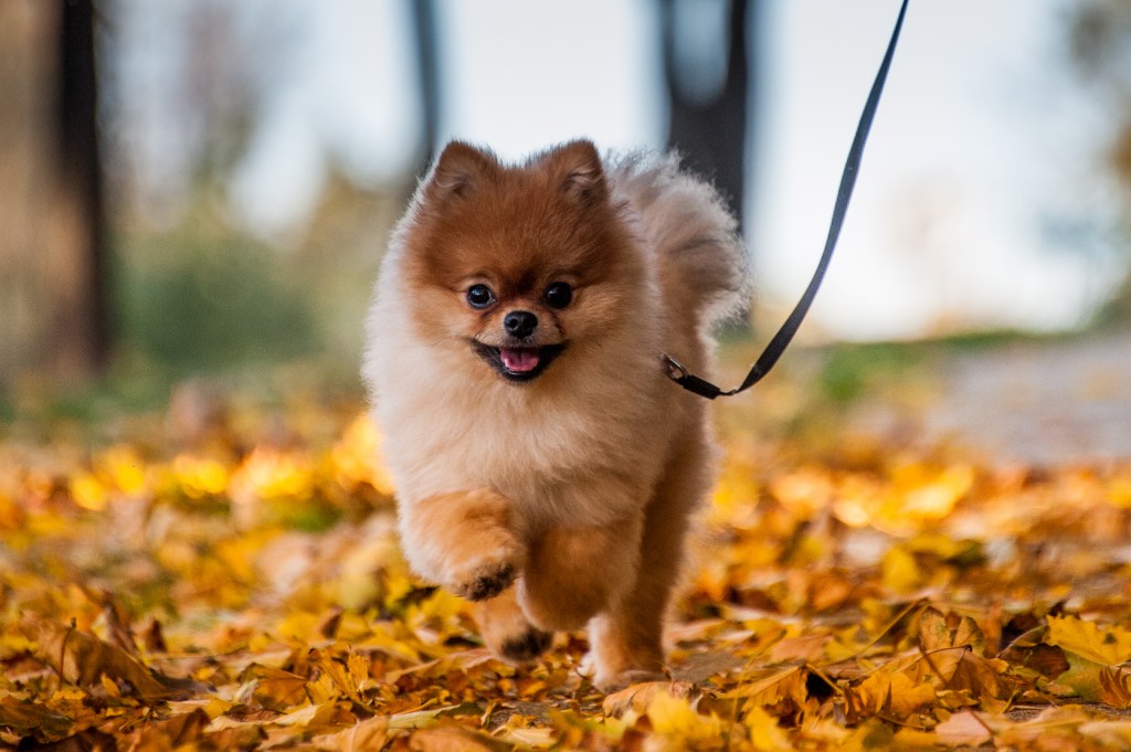 Happy Pomeranian, a top psychiatric service dog breed, running happily through autumn leaves.