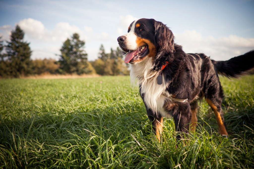 Outdoor portrait of a Bernese Mountain Dog standing in a grass covered field.