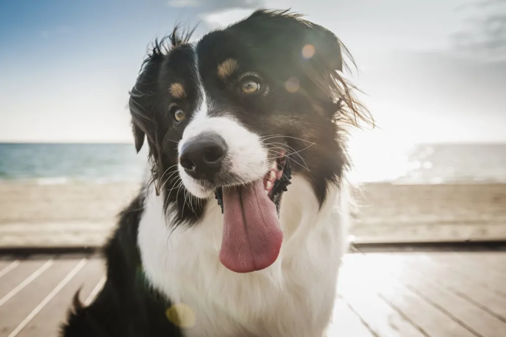 Are Border Collies Friendly With Strangers: A Comprehensive Guide