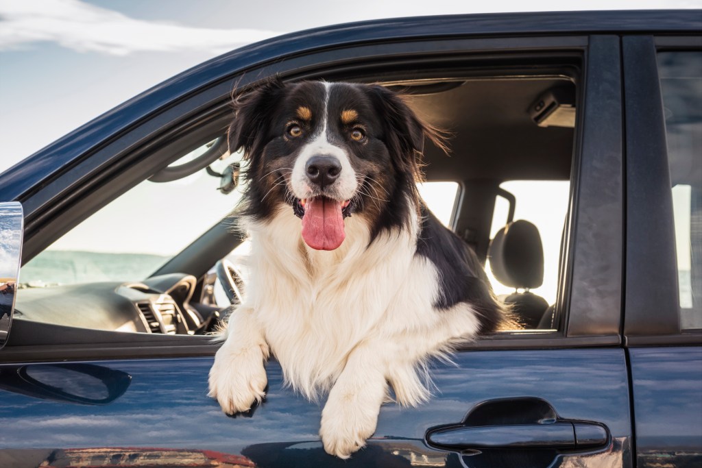 Border Collie leaning out the window of car.