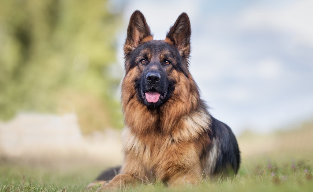 Happy German Shepherd, a breed with a high cancer risk, photographed outdoors in nature on a sunny day.