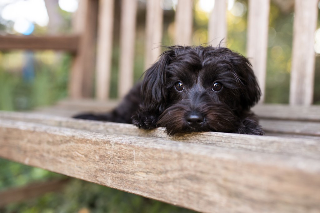 A Yorkipoo dog lays down on a bench outdoors.