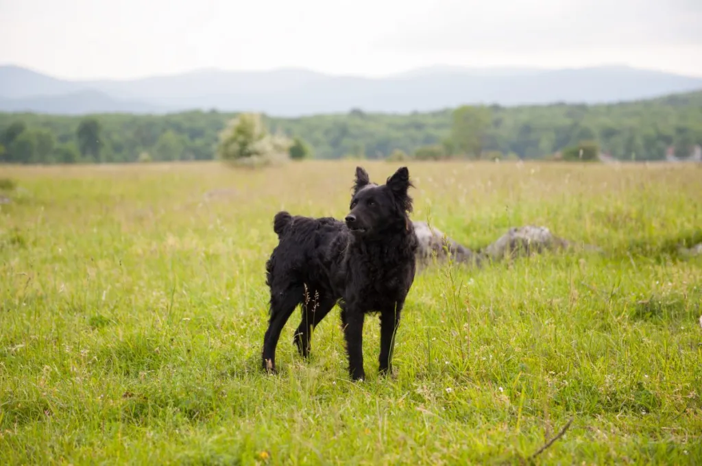 Croatian Shepherd dog in the field. Black dog in nature, outdoors. Domestic animal.