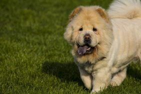 A Chow Chow walking on a green field with tongue sticking out. two Mumbai dog groomers were arrested on counts of animal cruelty
