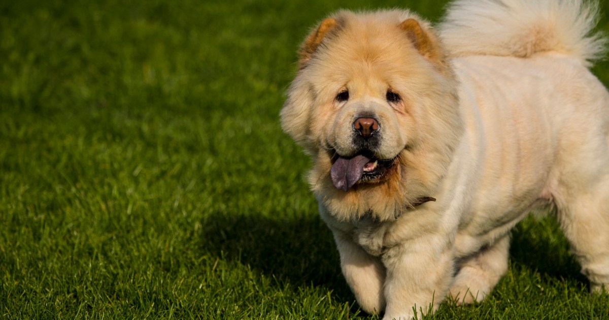 Mumbai Pet Groomers Arrested for Punching Dog on Video