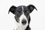 A Lurcher dog looks into the camera's lens for a facial portrait.