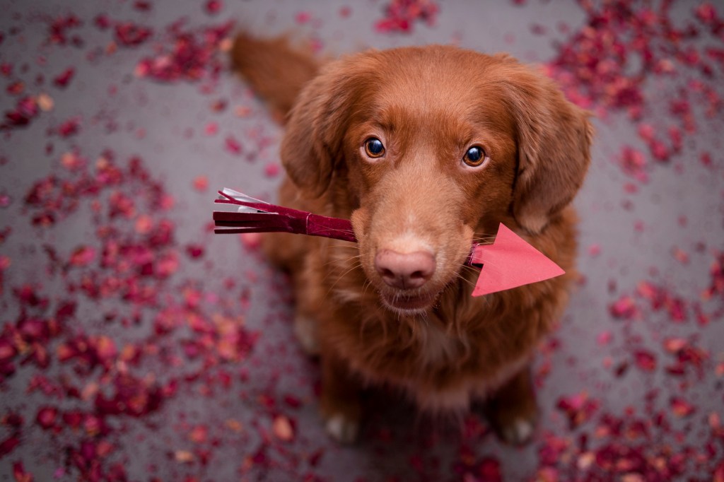 Setter dog holding love arrow in glitter, a danger not safe for dogs on Valentine's Day.