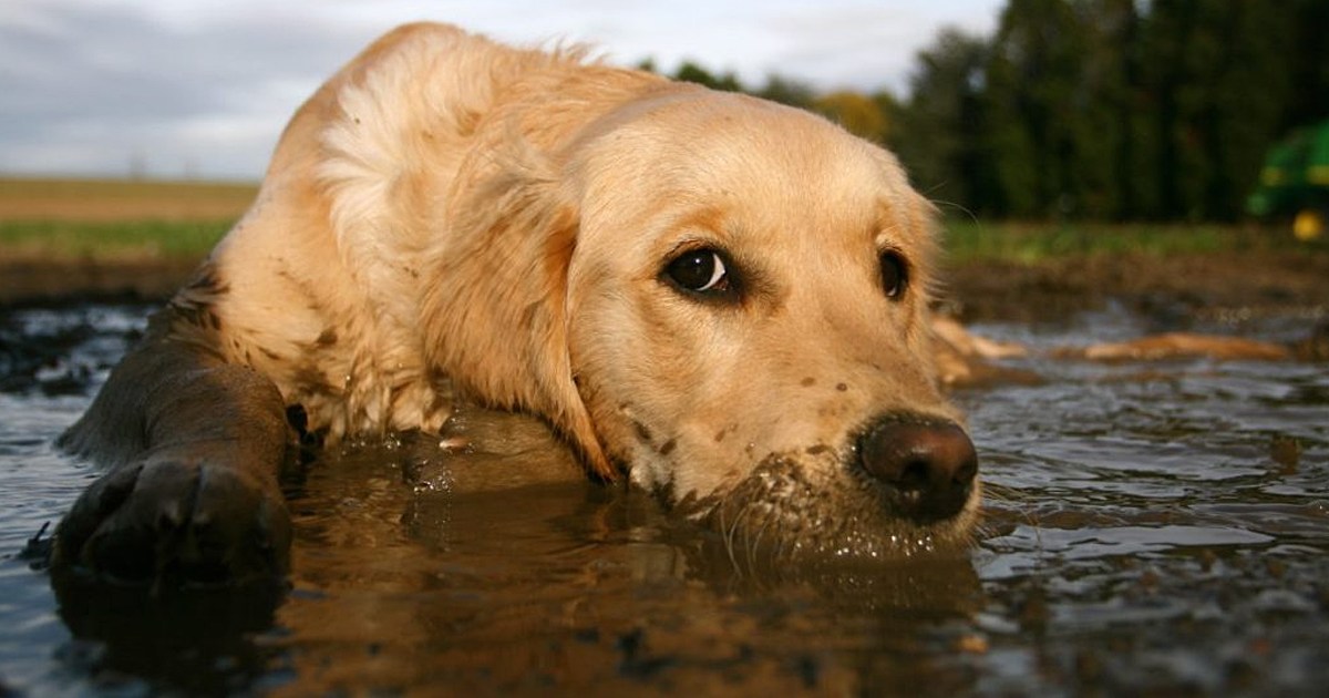 Golden Retriever Causes Muddy Mayhem While Owners Are Away