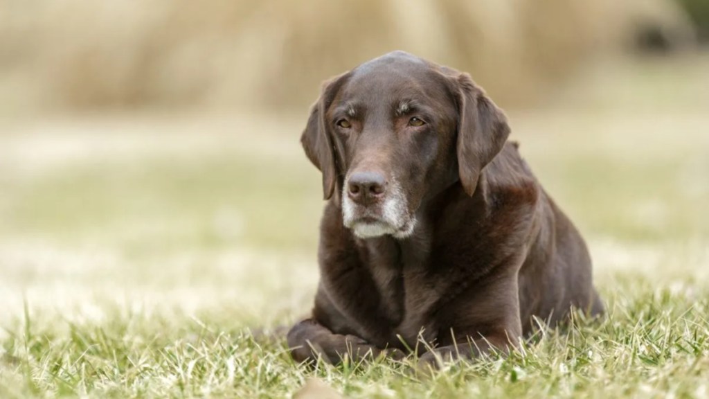 Senior chocolate Labrador with a white face laying in the grass.
