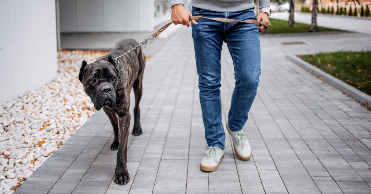 Man Jailed After Cane Corso Dog Attacks Three-Year-Old in Wales, UK