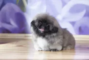 A Pekinese puppy making a cute face at the camera.