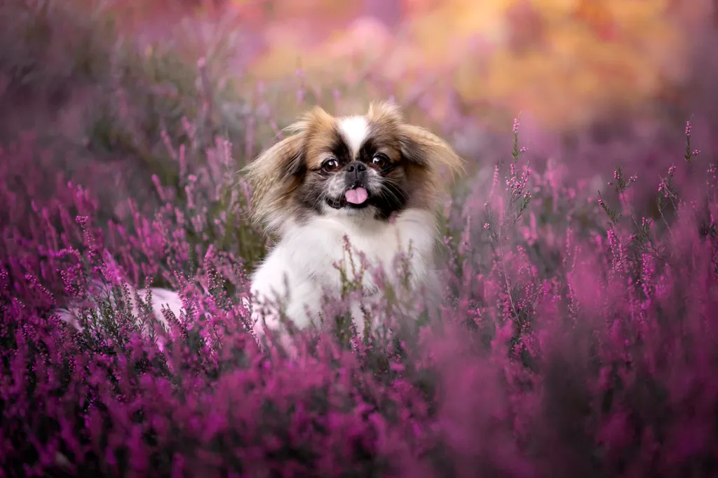 A Pekingese puppy sitting in pink flowers.