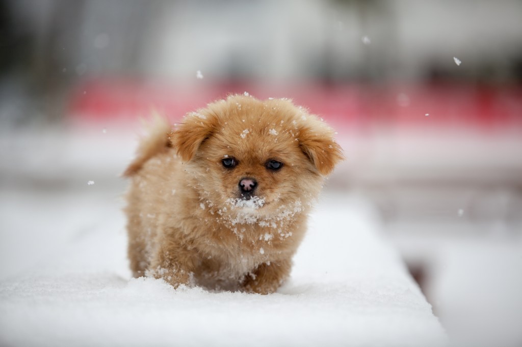 Six-week-old Pekingese puppy playing in snow.