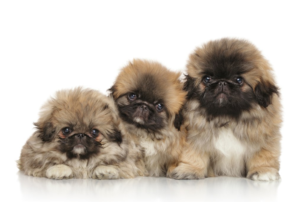 Three Pekingese puppies in front of white background.