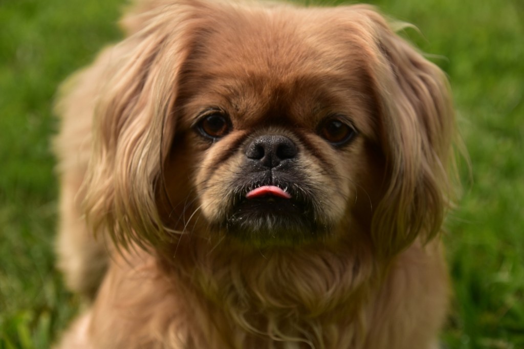 Close up of a ginger Pekingese with his tongue peaking out.