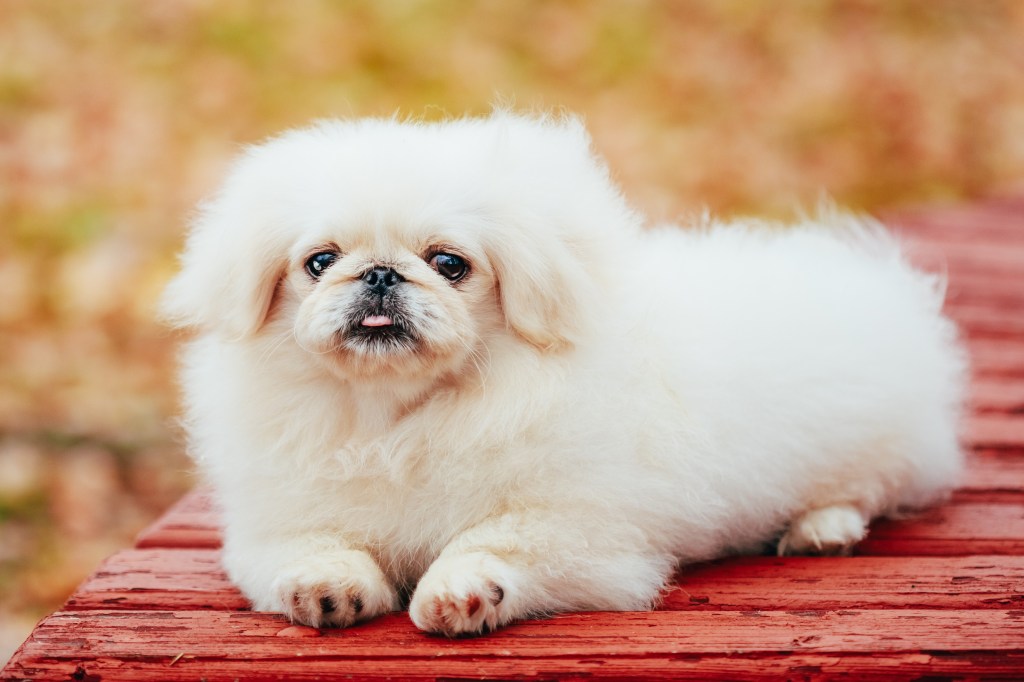 White Pekingese puppy sitting on wooden bench.