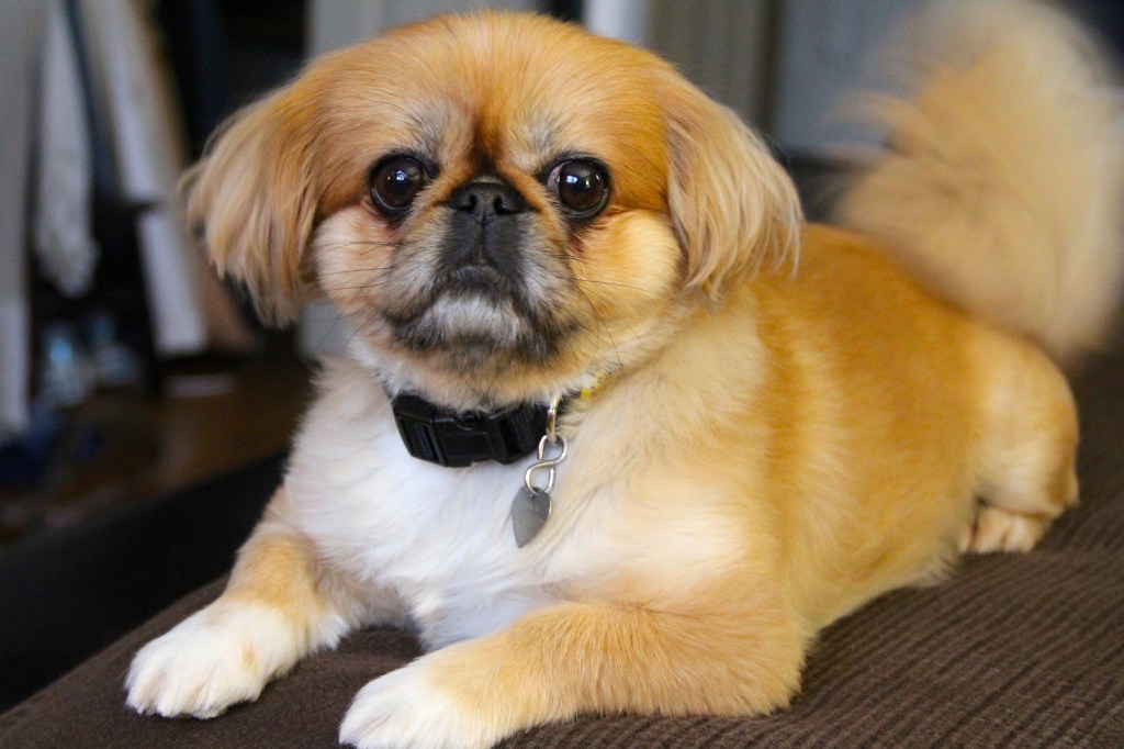 Red female Pekingese lying on a bed.