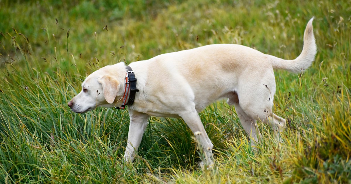 Maine is Training Dogs to Detect Invasive Species Maine is Training Dogs to Detect Invasive Species