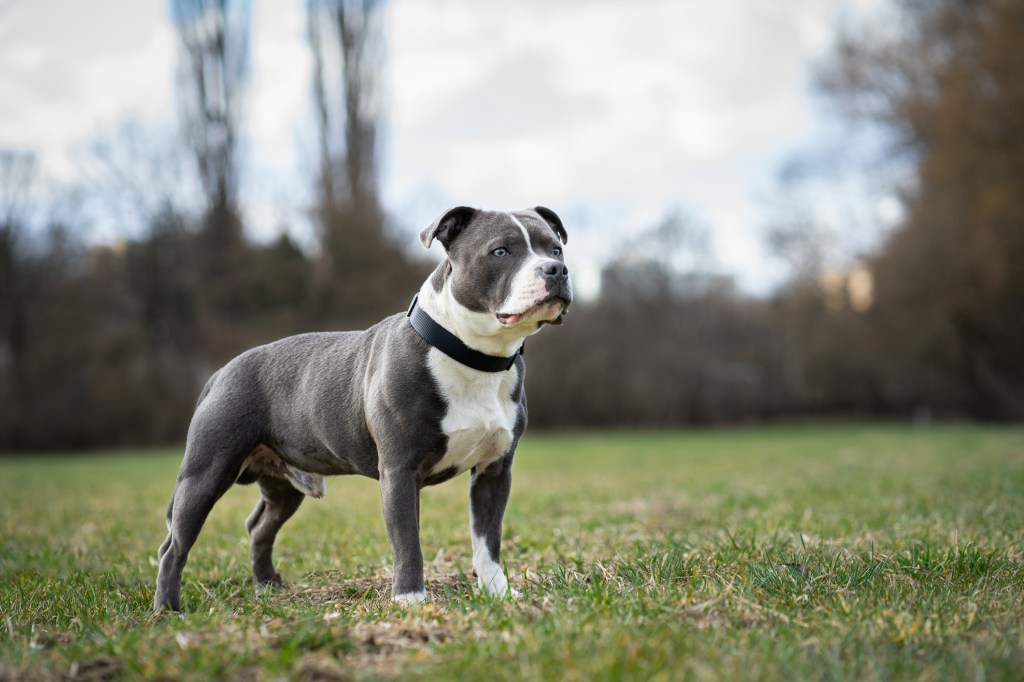 Staffordshire Bull Terrier with a stocky and muscular build — which often leads to the “aggressive” stereotype — standing in the field.