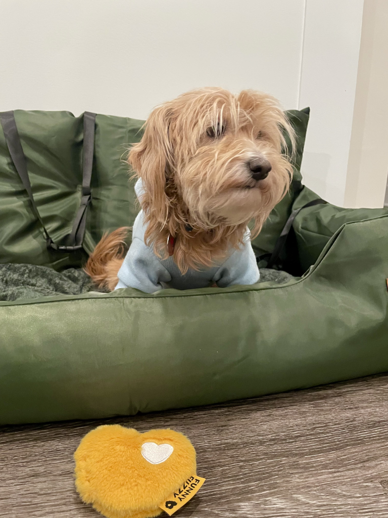 Goldie Hawn, a tiny golden dog, sitting in her new olive green FunnyFuzzy Travel Bolster Safety Medium Large Dog Car Back Seat Bed. Yellow heart FunnyFuzzy toy on floor in front of her.
