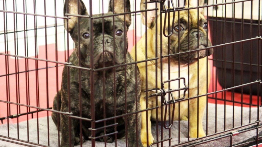Two dogs in a cage.
