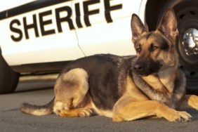 A County Sheriff police dog.