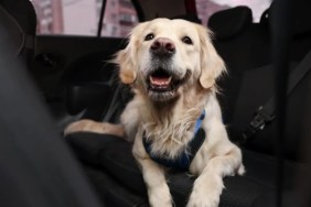 Golden retriever dog in car, Lucid has lauched a new Creature Comfort Mode feature to keep your pets safe and comfortable during car rides, similar to Tesla's Dog Mode.