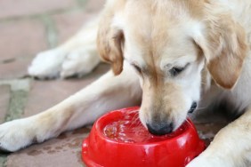 A dog drinking water from a red bowl outdoors, authorities arrested a South Dakota man for beating and poisoning dogs