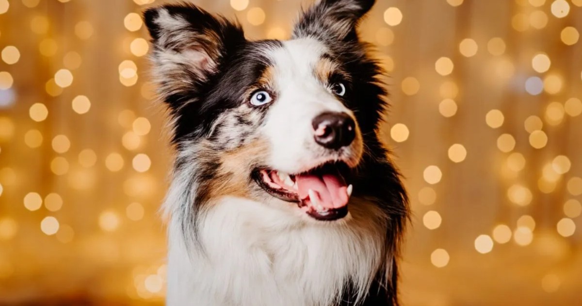 Dog From ‘Anatomy of a Fall’ Schmoozes at Oscars Luncheon