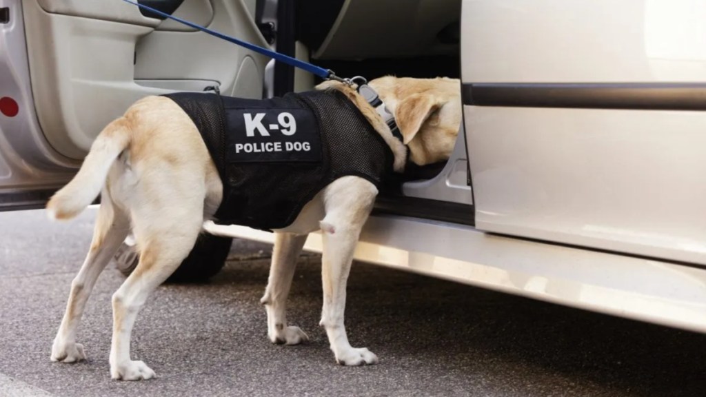 A K9 sniffing the inside of a car. Recently, a K9 found meth hidden in dog biscuit boxes.