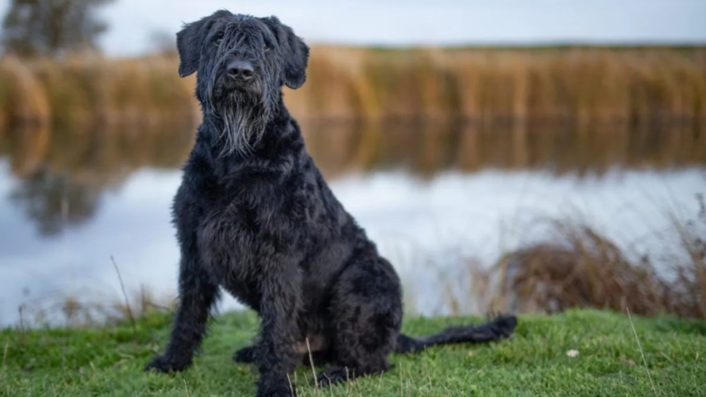 a Giant Schnauzer standing behind a water body, like the one involved in the mountain lion attack in Southern California