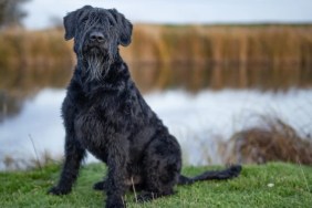 a Giant Schnauzer standing behind a water body, like the one involved in the mountain lion attack in Southern California