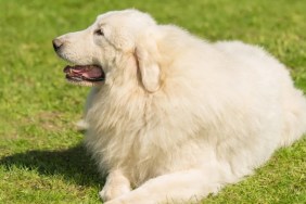 A Great Pyrenees lying on the grass facing sideways, like the Great Pyrenees in the viral TikTok video
