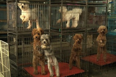 Dogs in cages, like the Ohio dog hoarding case in which dog adoption process is delayed.