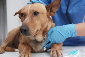 A veterinarian checking a dog at the vet clinic. a new Parvo treatment for dogs has been found
