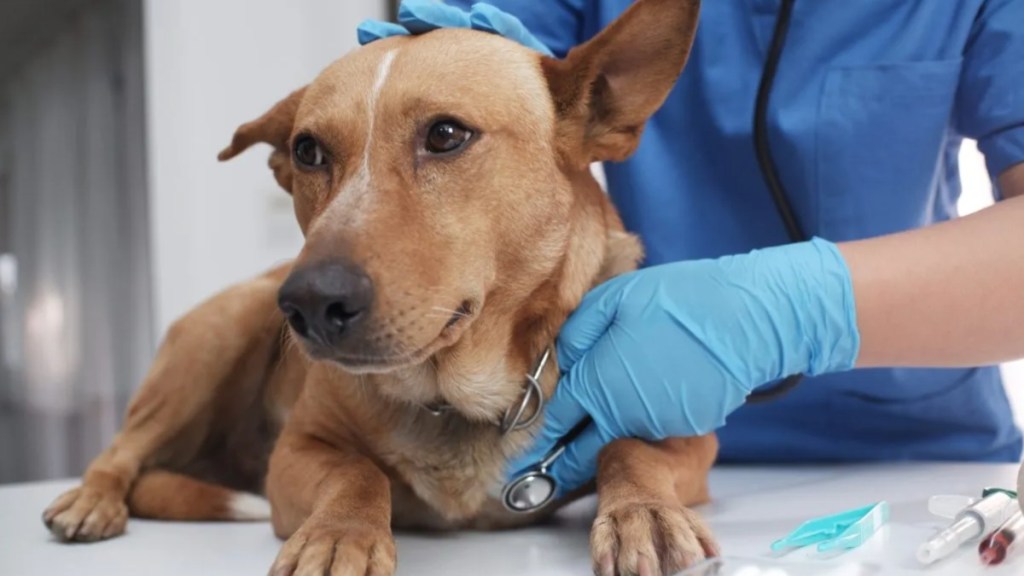 Canine parovirus found in Michigan dog.
