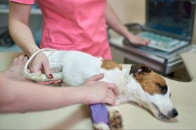 Dog lying on a table as veterinarian examines them, like the Phoenix dog set on fire