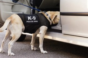 A police dog sniffing out a car, similar to the police dog Harris in Scotland.