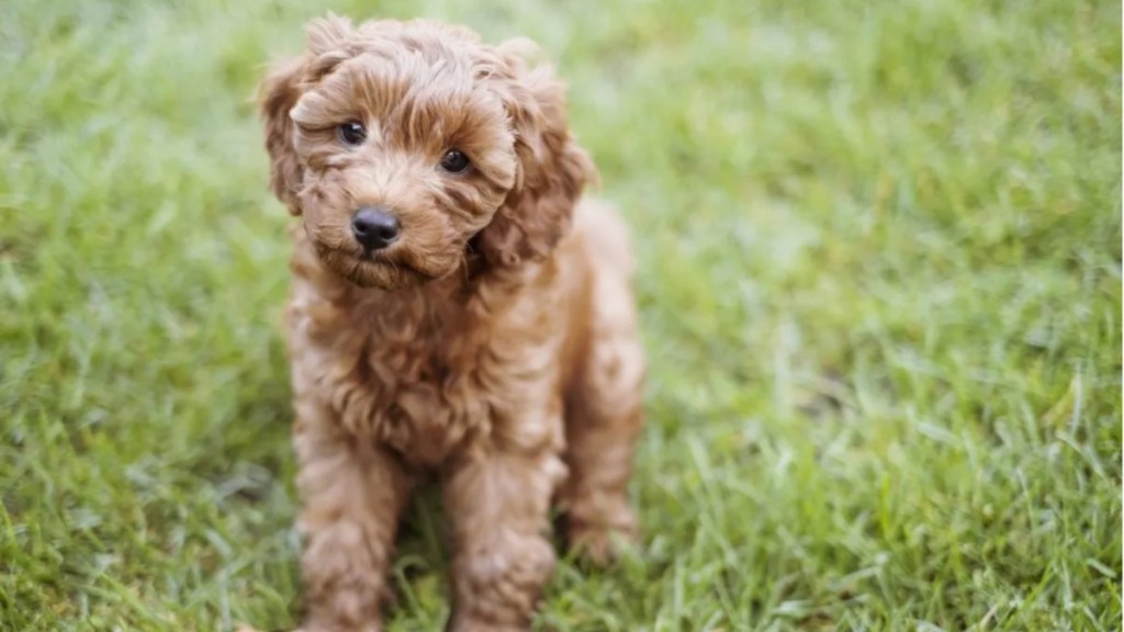 A cute Cavapoo puppy is sitting in the grass, Sweetpea, the Cavapoo in Puppy Bowl 2024, has died
