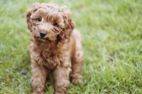A cute Cavapoo puppy is sitting in the grass, Sweetpea, the Cavapoo in Puppy Bowl 2024, has died