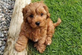 A little Cavapoo on grass, like Sweetpea whose death has devastated Puppy Bowl fans.