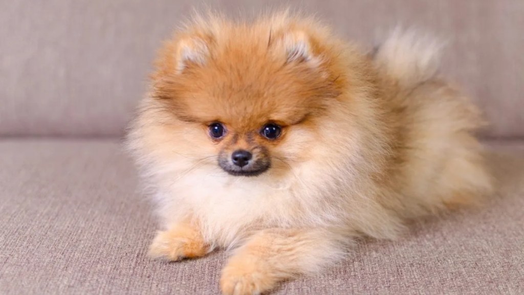 An adorable Pomeranian puppy, dog lying on the couch, like the one stolen by puppy thieves in Winter Haven, Florida