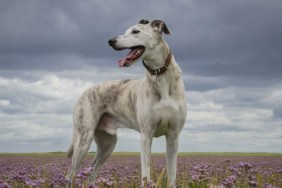 Lurcher dog standing on a lavender field with stormy sky, like the rescue dog in the viral TikTok video