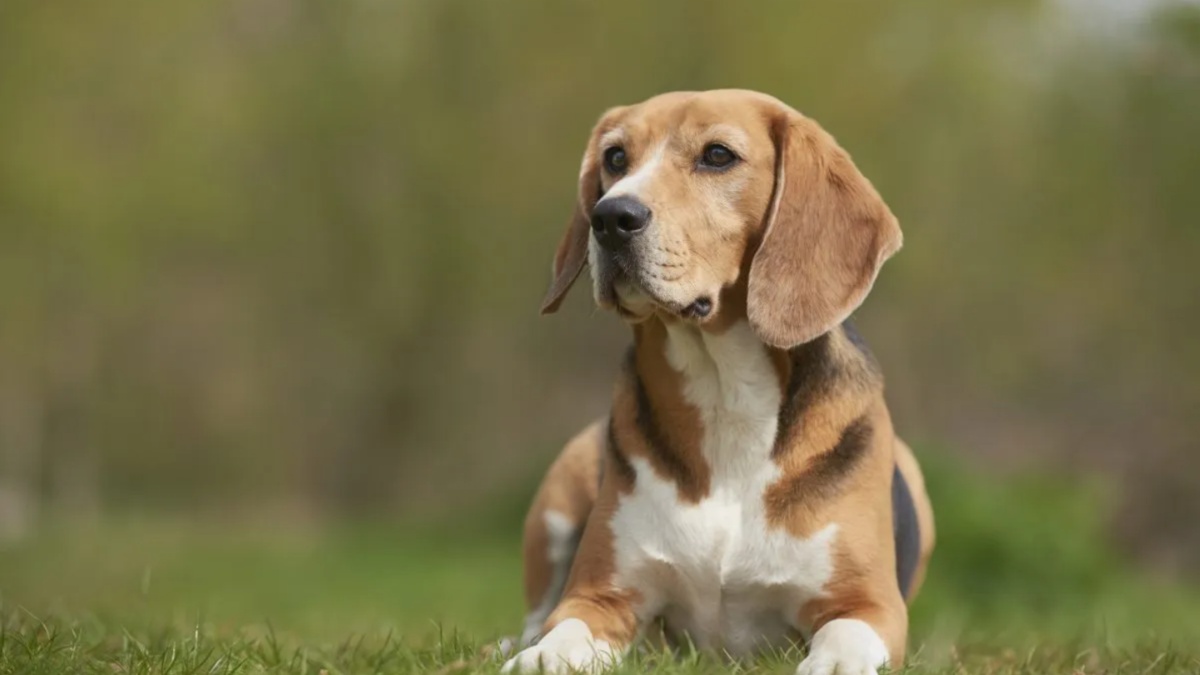 Fostering mom best sale and puppies