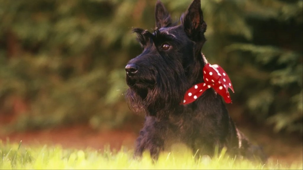 Scottish Terrier dog, the breed has declined in popularity in Great Britain.