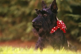 Scottish Terrier dog, the breed has declined in popularity in Great Britain.