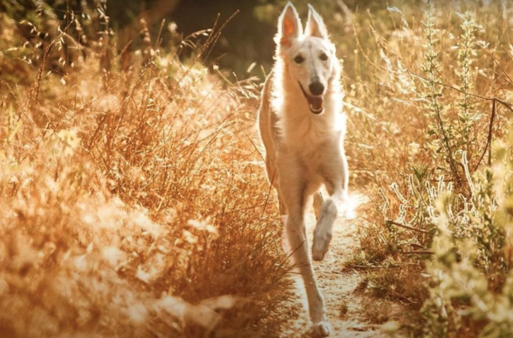 Running Silken Windhound during golden hour