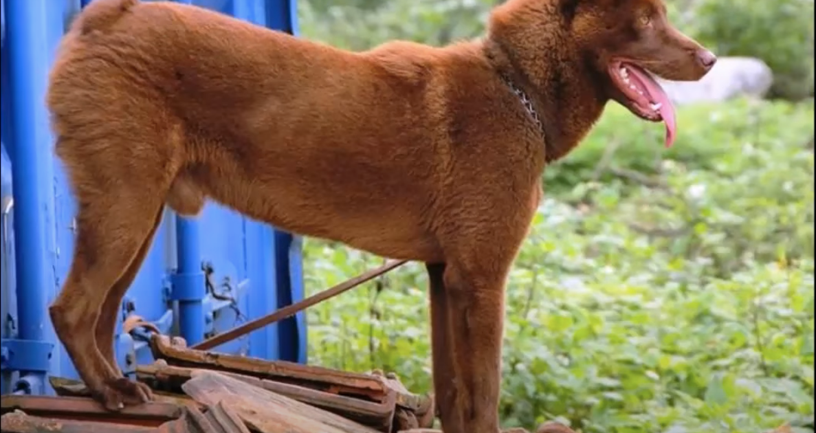 Hmong Bobtail Dog Breed Information & Characteristics